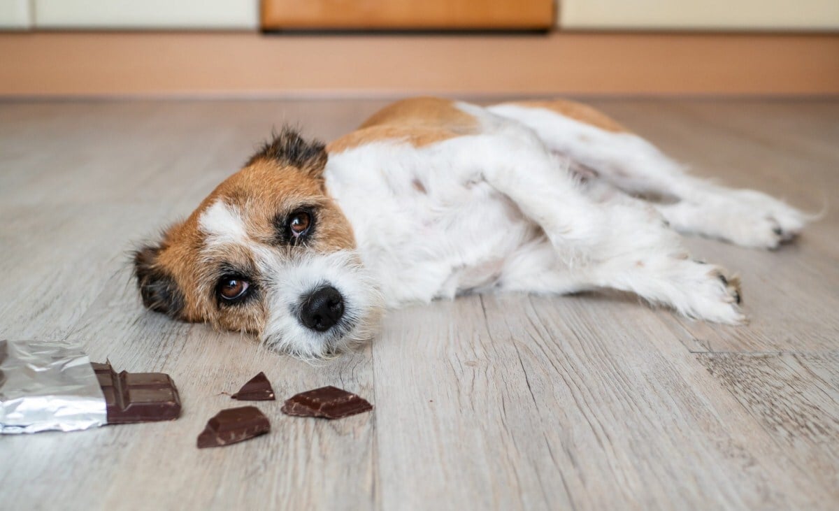 A csokoládémérgezésnek nincsen ellenszere, jobb, ha a kutya nem eszik belőle