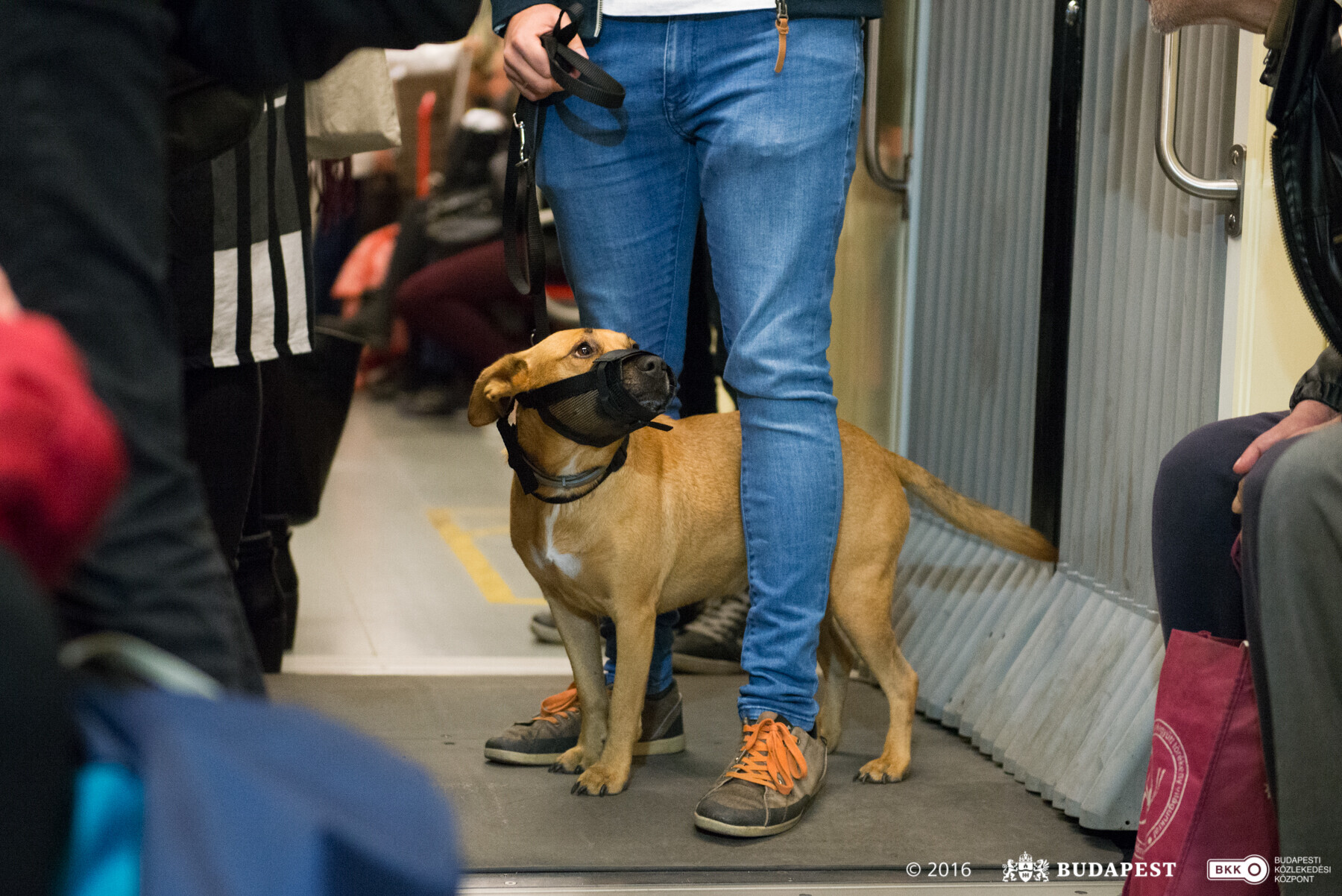 Néhány szabály betartásával biztonságosan utazhatunk kutyánkkal a metrón