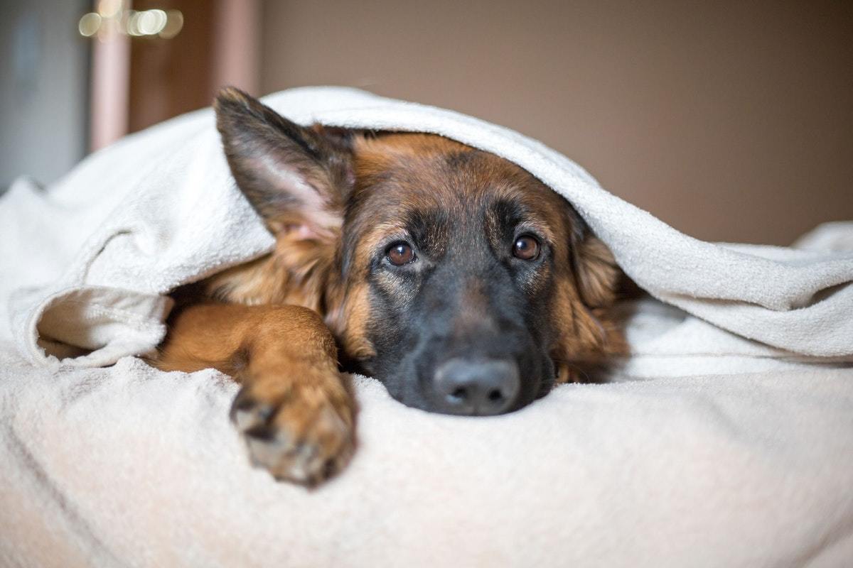 A poszttraumás stressz szindróma (PTSD) miatt a kutya alvása is zavart, nyugtalan lehet
