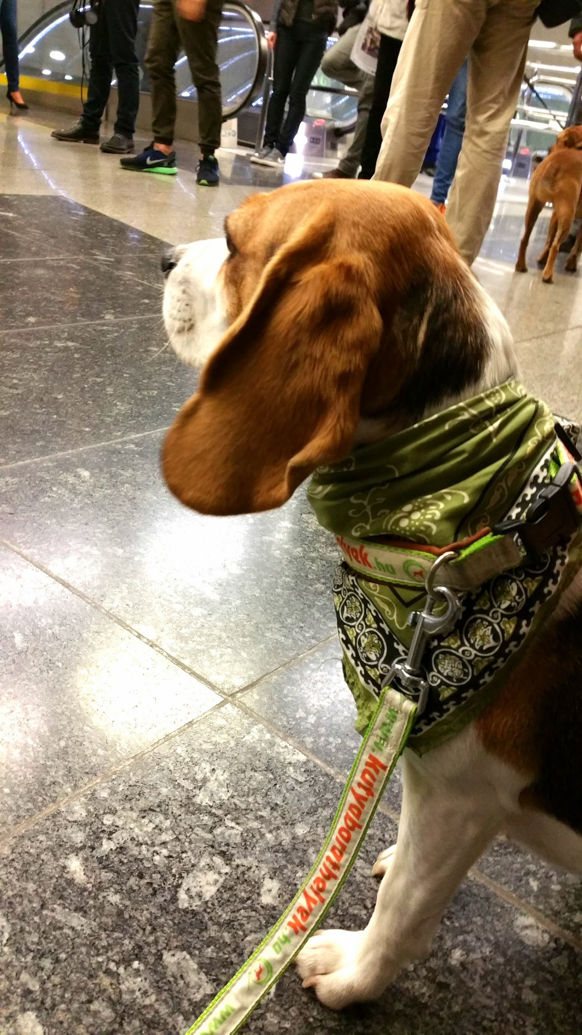 Szofi, a beagle a metrón utazott