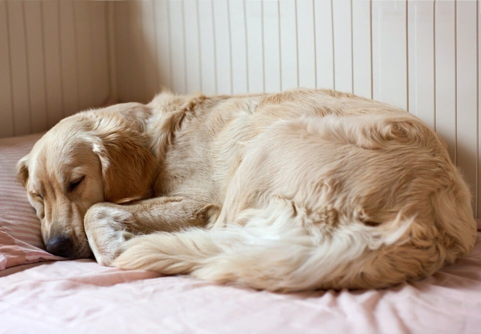 A felnőtt, egészséges kutya is eltöltheti idejének felét alvással