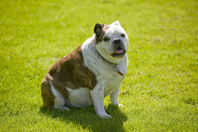 A kövér kutyák jóval rövidebb ideig élnek