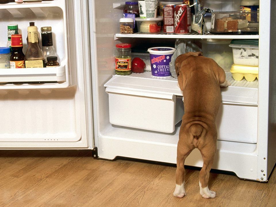 Kutya a konyhában - A hűtőszekrényt is kinyithatják