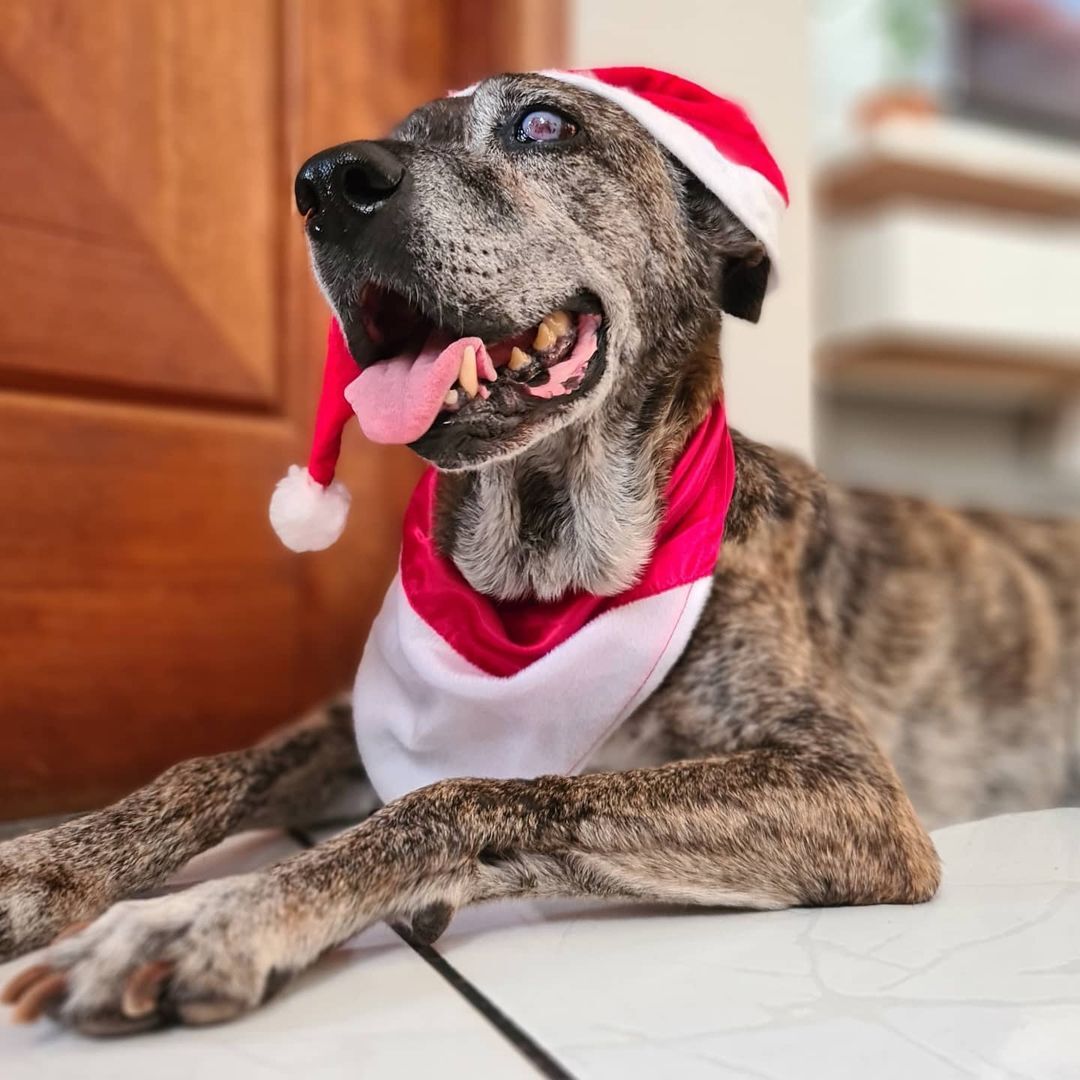 A 14 éves kutya, Tofu első karácsonya új otthonában