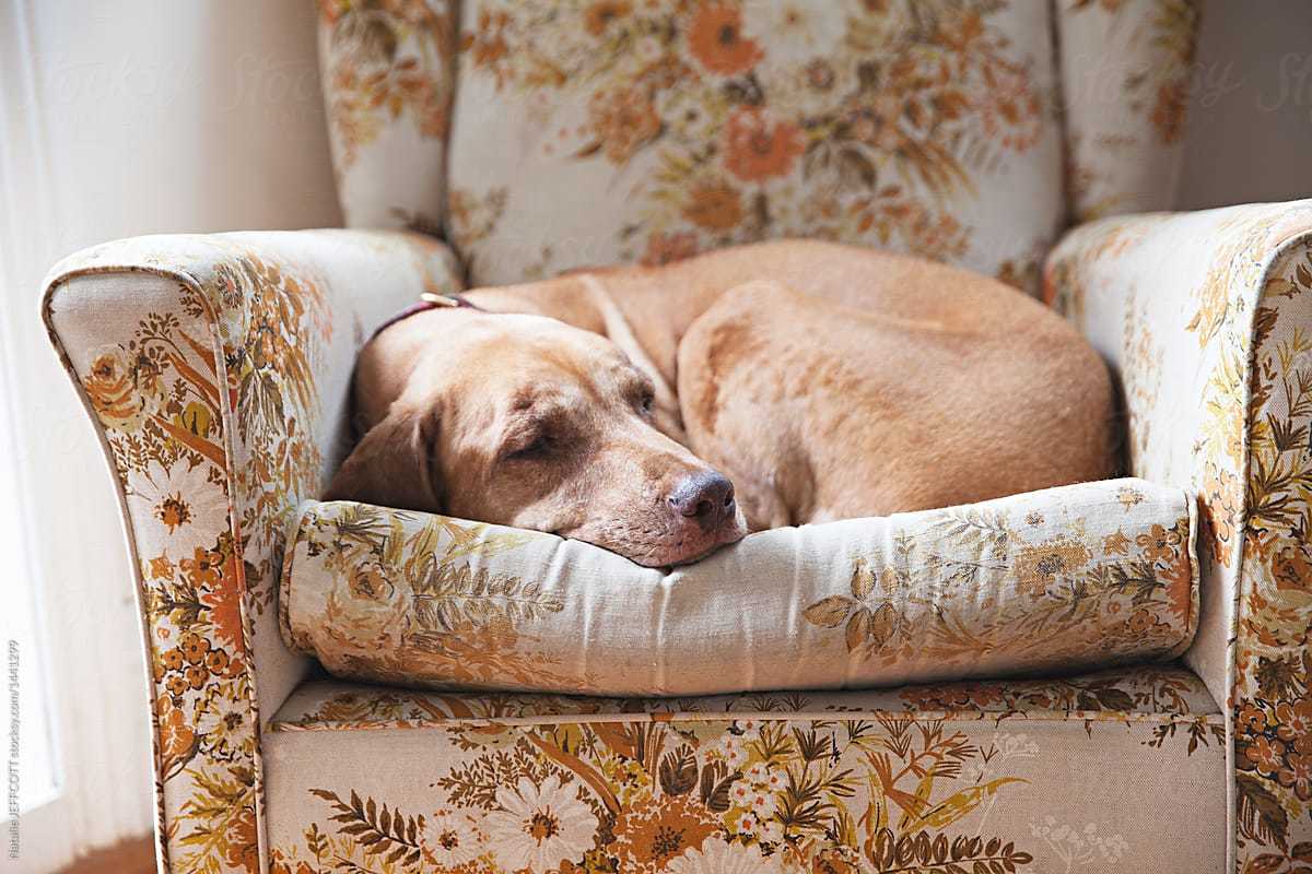 Kutyáink átlagosan 12-14 óra nyugodt alvást igényelnek naponta