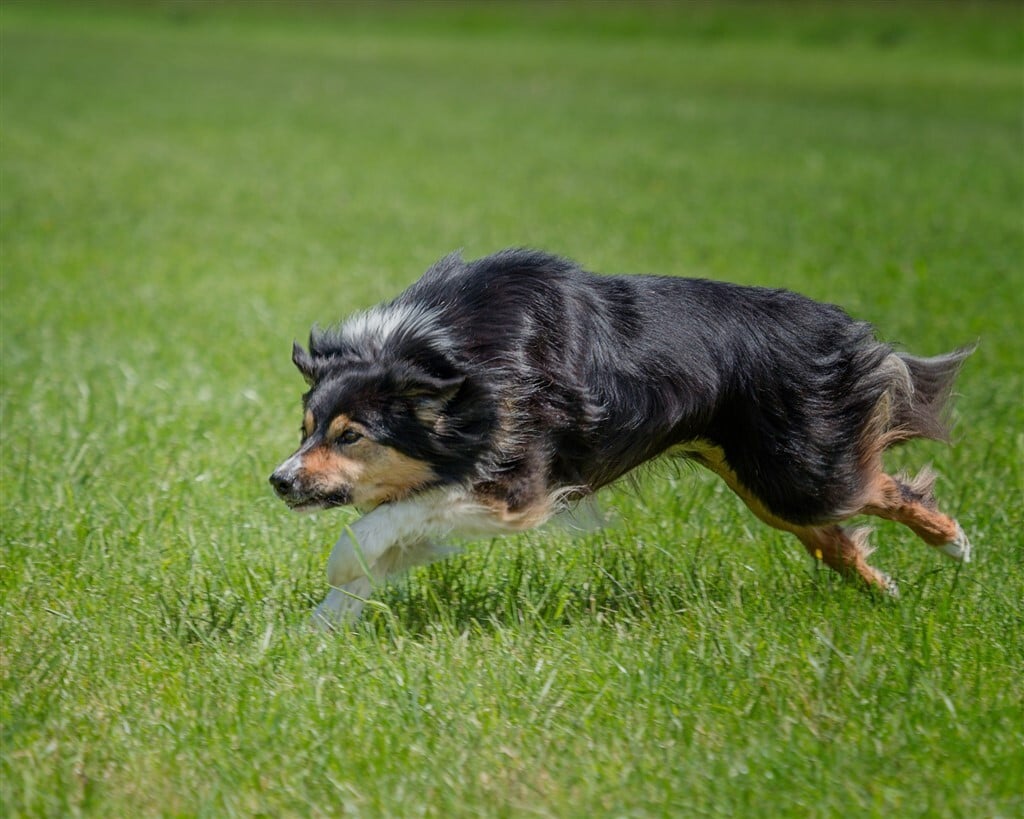 Intenzív mozgás, fizikai megerőltetés hatására is megemelkedhet a kutya testhőmérséklhete