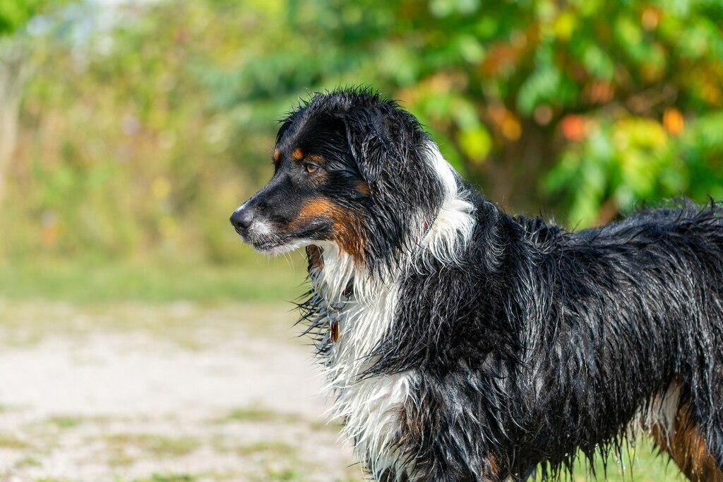 A kutya bőrében található feromonok okozzák a csak rá jellemző, egyedi illatot - akkor is, amikor szőre vizes lesz