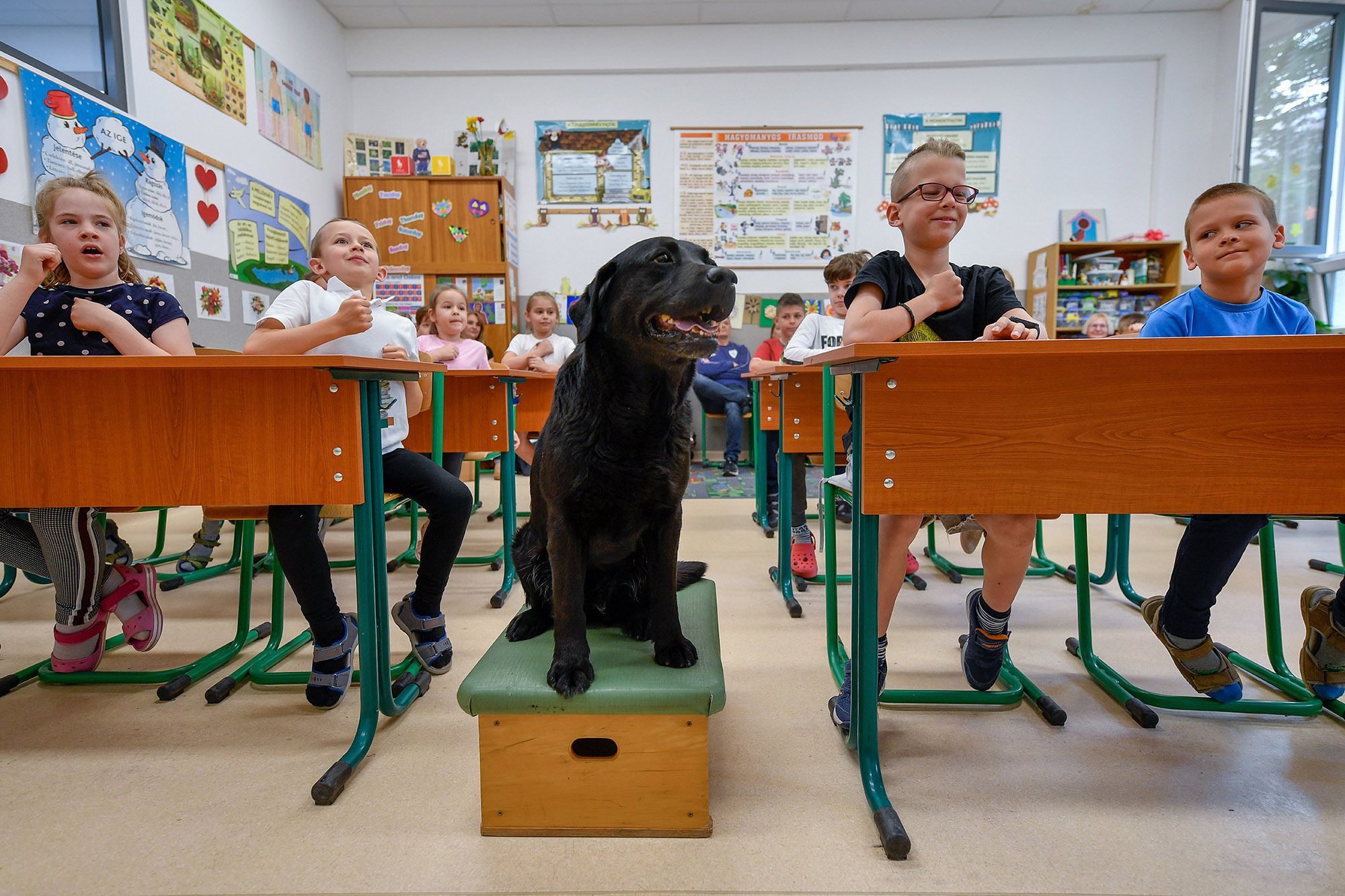 Heti egy matematika órán vesz részt az Aura Segítőkutya Alapítvány kutyával