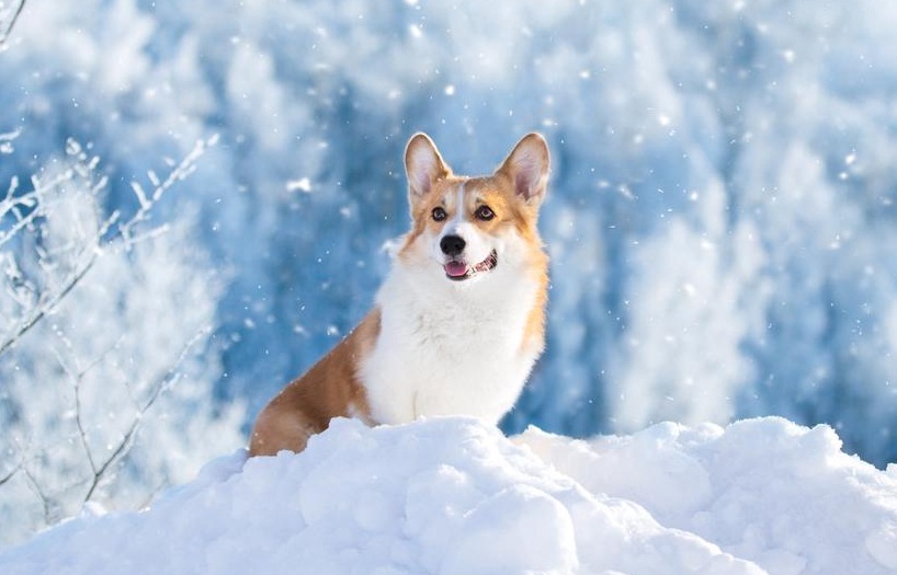 Kutyatartás télen - Mi számít túl hidegnek ahhoz, hogy kutyánk kint legyen
