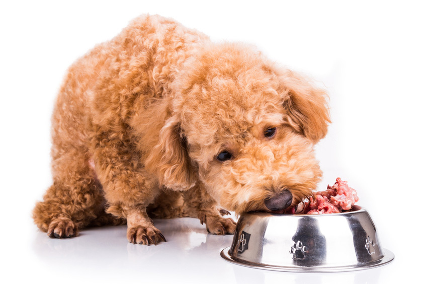 Kistestű kutyák számára se lehetetlen átállni a nyers etetésre!