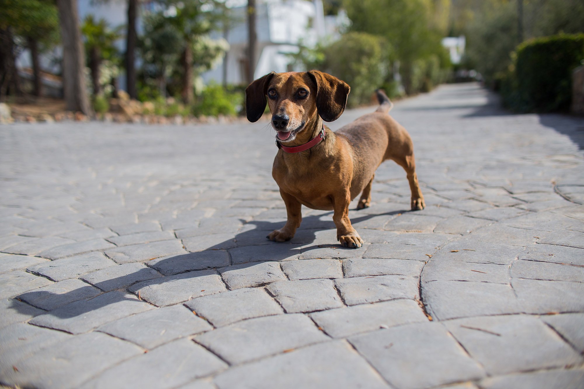 Utazás kutyával Ausztriába: fontos az érvényes oltás és chip megléte is!
