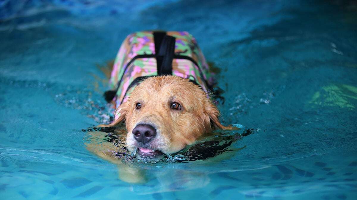 Hidroterápia - az idős kutyák is élvezhetik az úszást, a mentőmellény biztonságérzetet nyújt