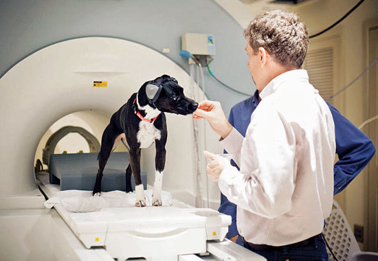 Felkészülés az önálló MRI vizsgálatra