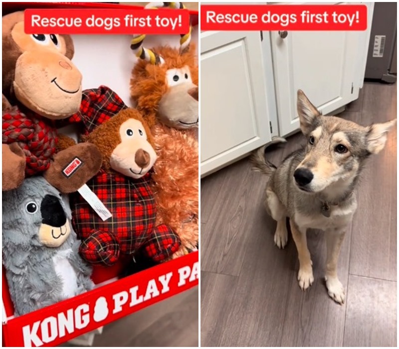 Nyüszögött is a mentett kutya, annyira örült élete első játékainak
