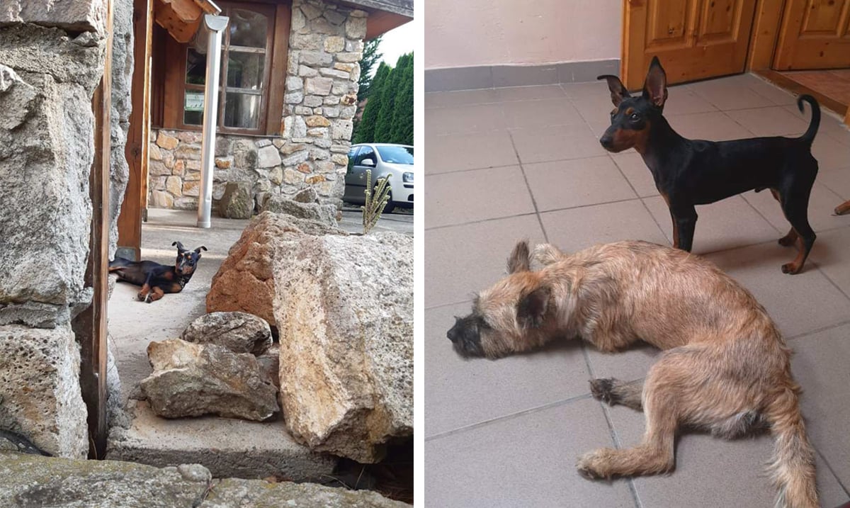 Kint és bent is találtak helyet a pihenésre a kutyák a BényeLak vendégházban