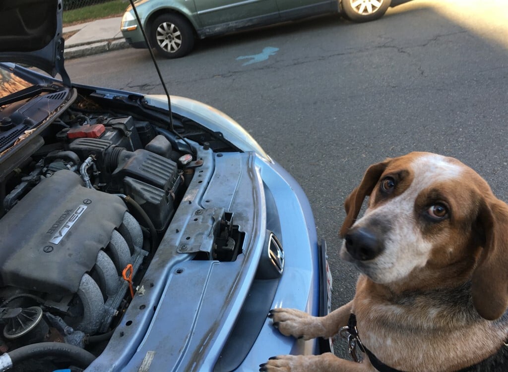 Szeretne segíteni, de inkább maradjon távol az autótól a kutya, amikor fagyállózunk