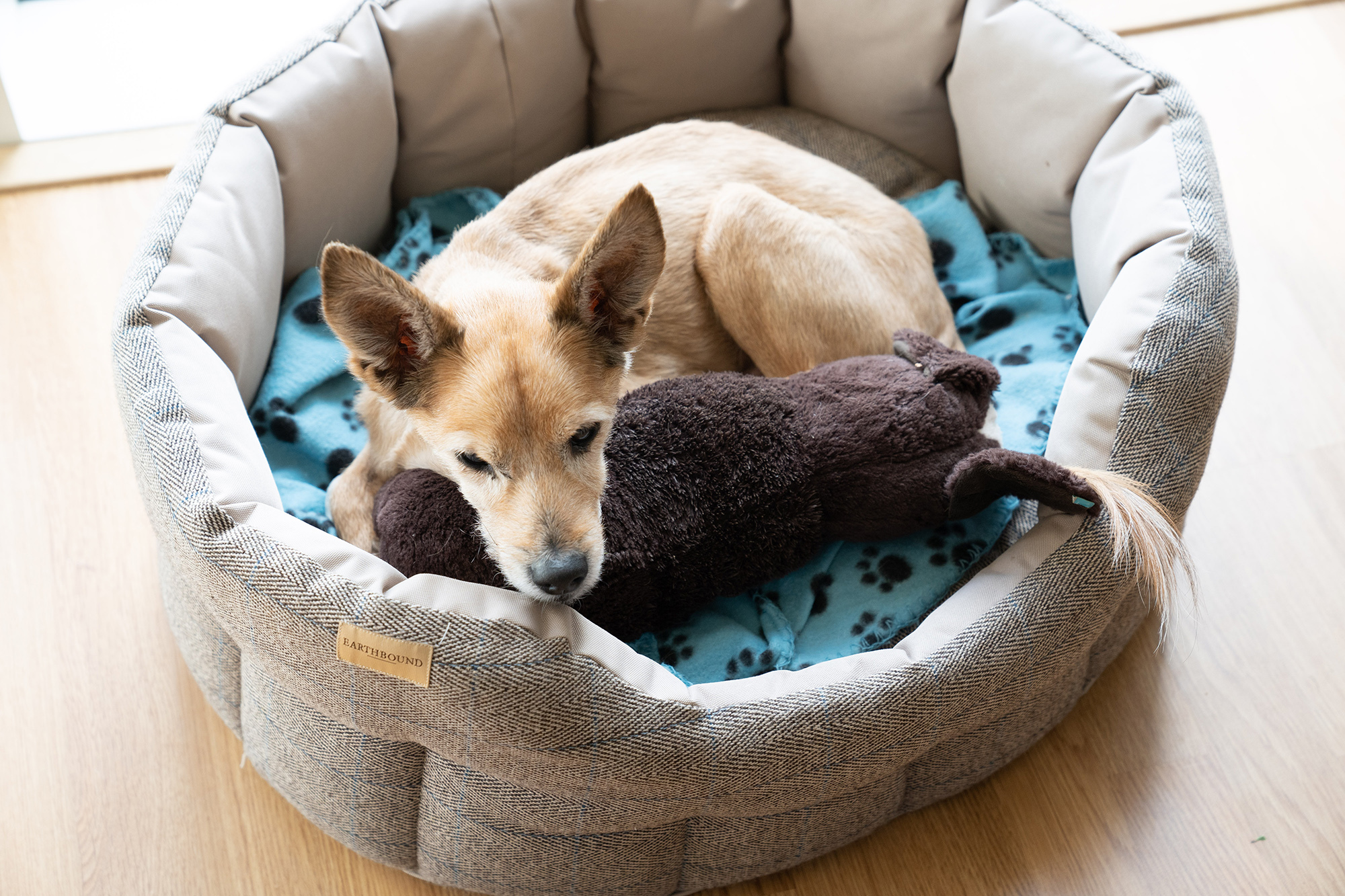 Saját ágya, játékai megnyutatják a stresszelő kutyát