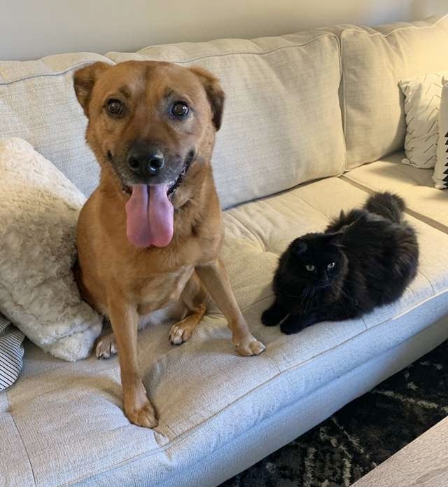 Kutya-macska barátság, Moose és Marvin