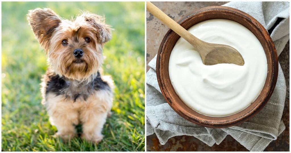 Μπορεί ο σκύλος μου να φάει γιαούρτι;  – Υγεία
