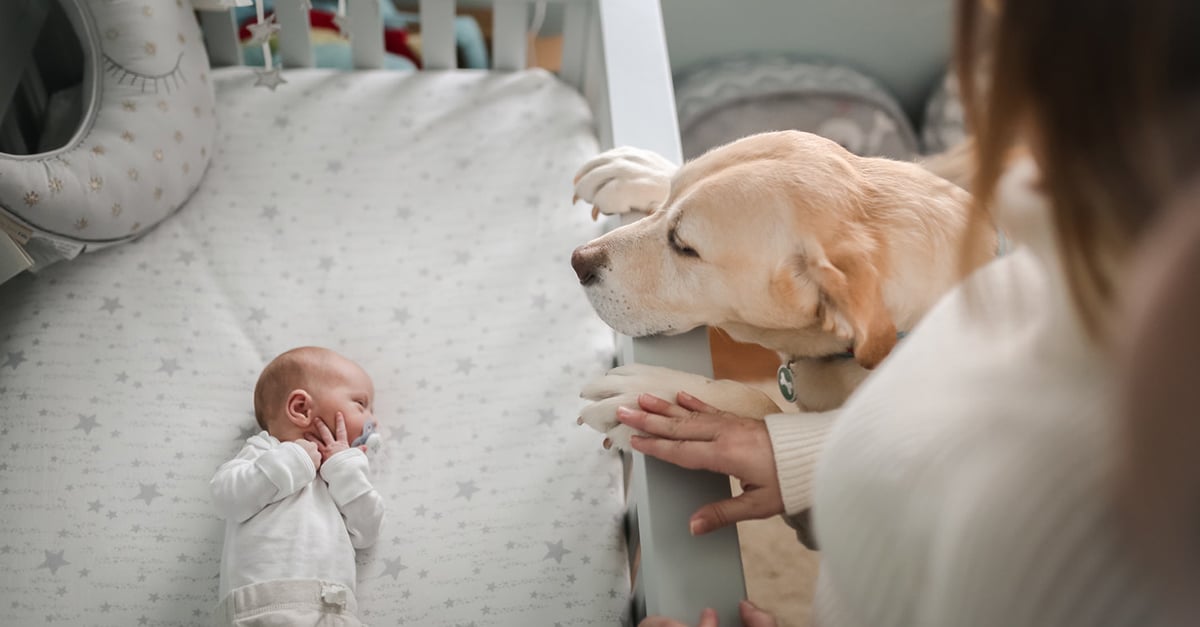 Ismerd meg a kutyát, aki megszeretteti a gyerekekkel a fogorvost – cuki képek