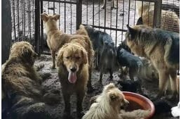 126 kutya menekült meg egy illegális vágóhídról Kínában