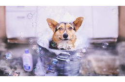 Hogyan, és milyen gyakran fürdesd a kutyád? 