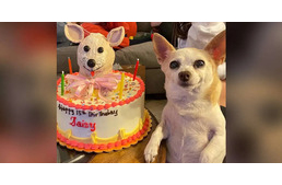 "15 éves lettem!" – Így örült születésnapi tortájának a csivava 
