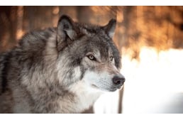 150 év után visszatértek a farkasok Kaliforniába, ám ennek sokan nem örülnek