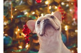 A kutya nem játék - ne kerüljön a karácsonyfa alá sem!