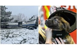„Égi ajándék” - Életmentők és tűzoltók fogadták örökbe a kutyákat, miután az őket szállító repülőgép lezuhant