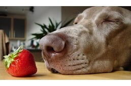 Ehetnek a kutyák epret?