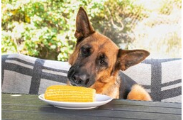 Ehet a kutya kukoricát?