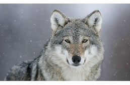 Tényleg kutya az Északi-középhegység farkasa?