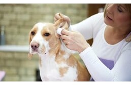 Fültisztítás okosan: praktikus útmutató gazdiknak a kutya fülápolásához