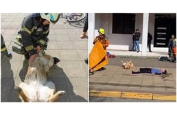 Hanyatt dobta magát a kóbor kutya, amikor meglátta a hátán fekvő sérültet az utcán