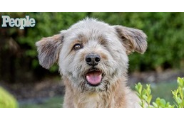 Íme a Világ Legcukibb Mentett Kutyája: Hobie, a félszemű „plüssmaci”