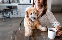 Kutyák és a kávé - A koffein mérgező lehet kedvencünk számára