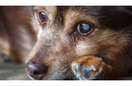 Kékesen csillog a kutya szeme – Mire utalhat ez a tünet?