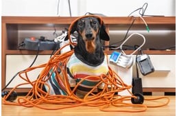 Rázós téma - Elektromos áramütés kutyáknál