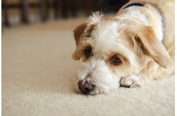 Miért pont a szőnyegre szeretnek hányni a kutyák?
