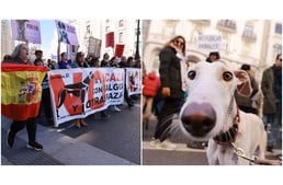 "Nemet mondunk a vadászatra!" - Több ezren tüntettek az állatok, különösen a galgok jogai mellett Spanyolországban