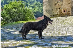 Kutyás barangolások: Vár(os) nézés kutyával Selmecbányán