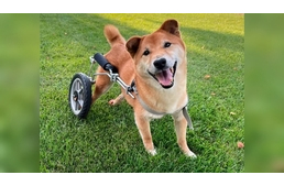 Egy mozgássérült Shiba Inu lett a világ legcukibb mentett kutyája