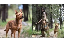 Préda – Menhelyről örökbefogadott kutya lett a Ragadozó-filmek négylábú sztárja