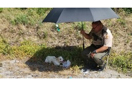 Esernyőjével védte a tűző napsugaraktól a sérült kutyát a rendőr