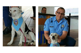 A rendőrkapitányságon talált szerető otthonra a bántalmazott kóbor kutya