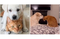 Tündéri videón a labrador és a macska – Megható, mennyire szeretik egymást!