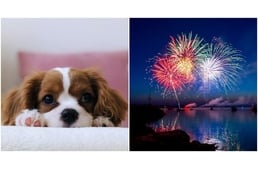 Tűzijáték Augusztus 20-án - Mit tehetsz kutyád védelmében?