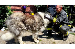 Több mint 80 kilós kutyát mentettek a tűzoltók
