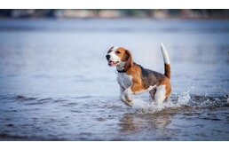 Nyári veszélyek - Vízmérgezés kutyáknál